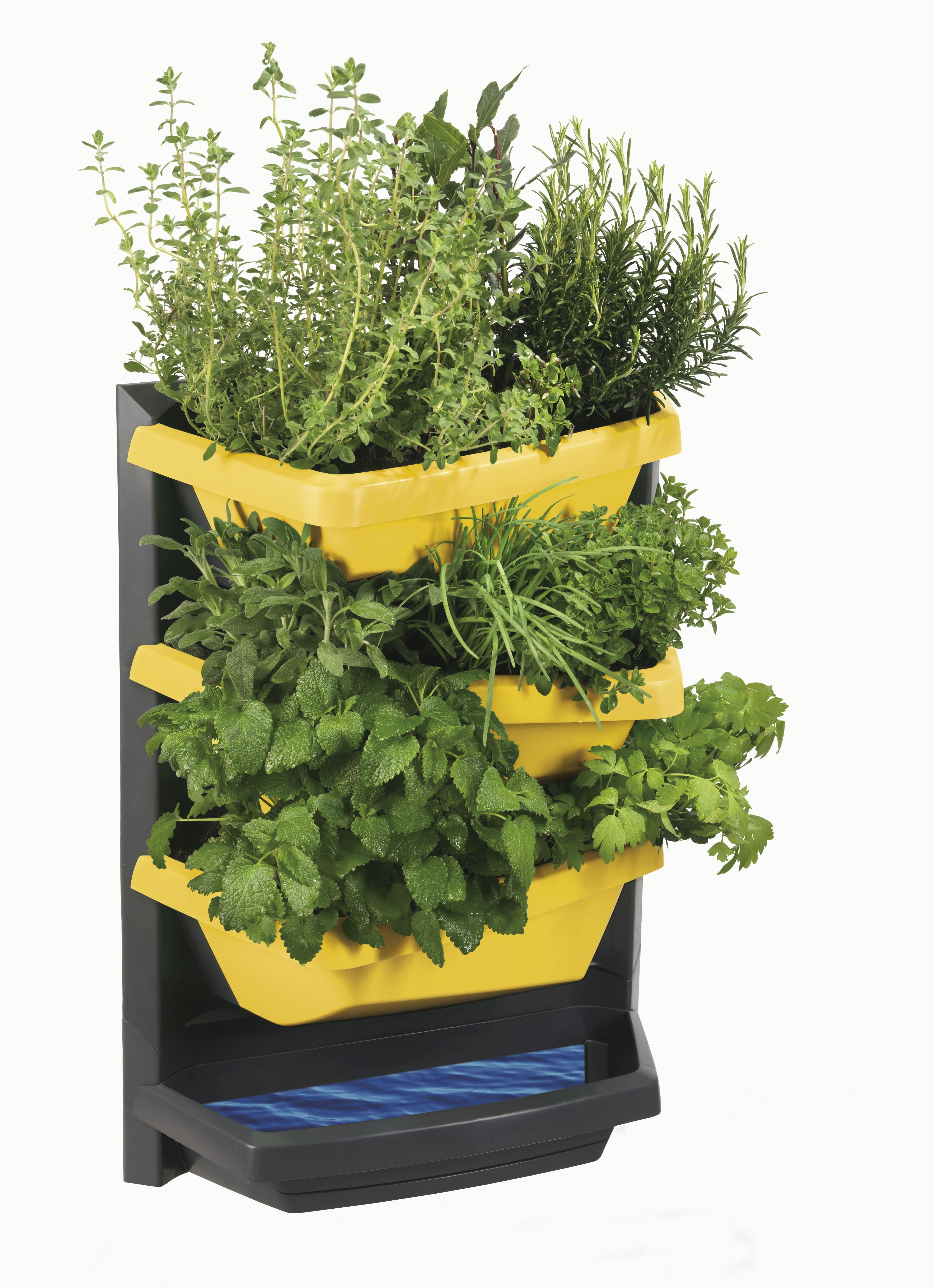 Vertical Garden Grundelement - titan mit safran