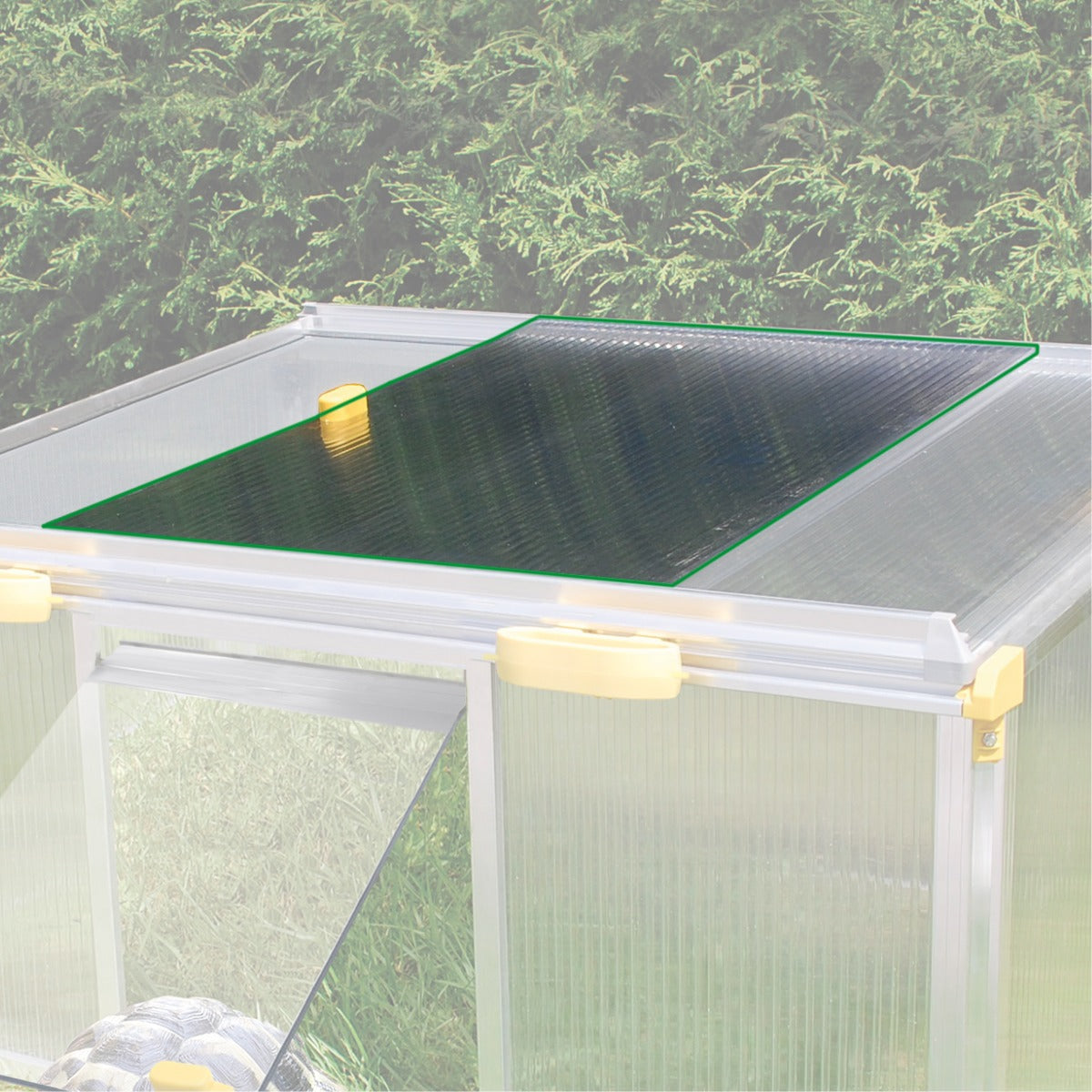 Window / Turtle House Paula 20146